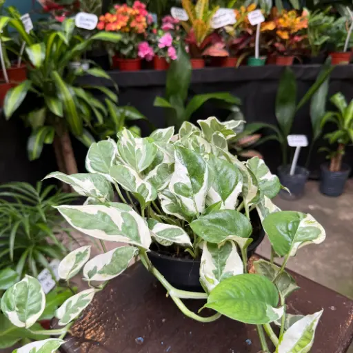 Epipremnum aureum "Pothus blanco" Bol 18