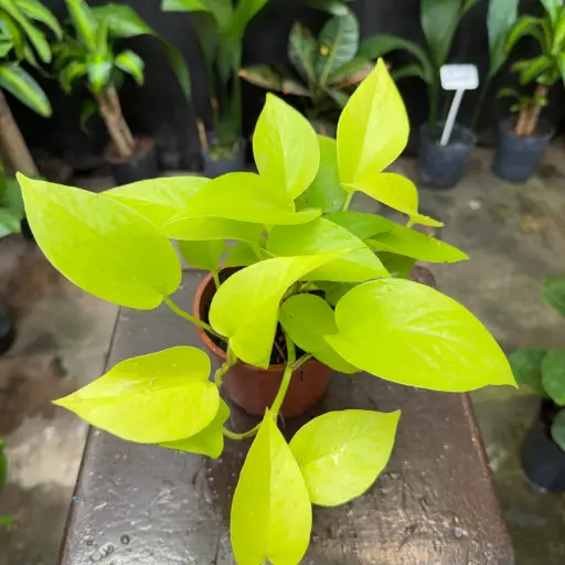 Epipremnum aureum "Pothus Lemon" Maceta N°12