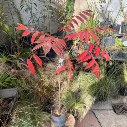 Rhus zumaque "Rhus"