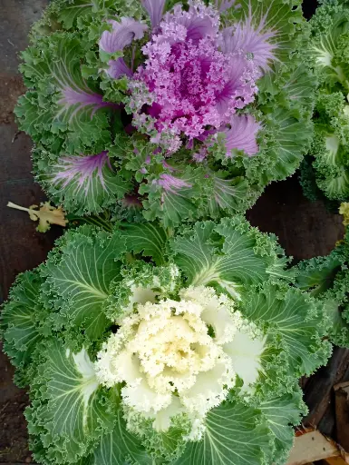 Brassica oleracea "Repollo de adorno"