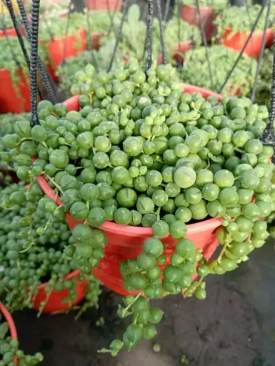 Curio rowleyanus "Rosario" Maceta N°14