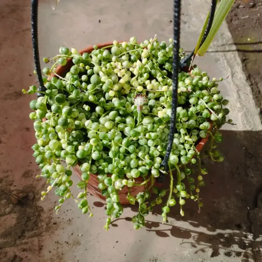 Curio rowleyanus "Rosario variegado"