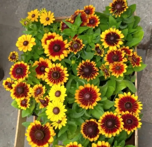 Rudbeckia hirta "Rudbeckia"