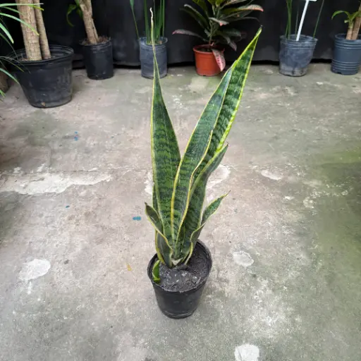 Sansevieria Maceta N°12