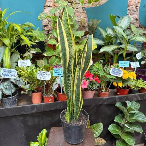 Dracaena trifasciata "Sansevieria" grande