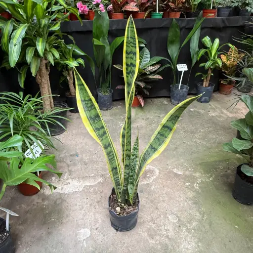 Sansevieria Maceta 3 litros