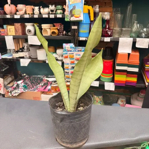 Sansevieria Glauca(plateada compacta)