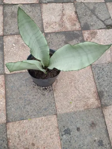 Sansevieria Glauca(plateada compacta)