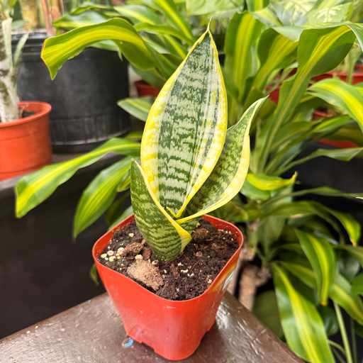 Sansevieria Golden Hahnnii