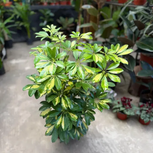 Schefflera "Aralia" mediana
