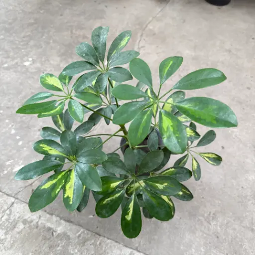 Schefflera "Aralia" Maceta N°12