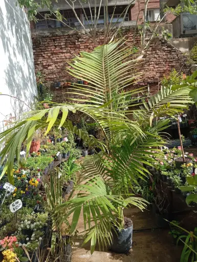 Seafortia Maceta 15 litros