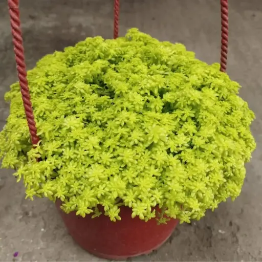 Sedum Tokio colgante