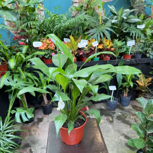 Spathiphyllum Maceta N°15