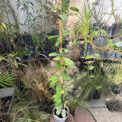 Stephanotis floribunda "Jazmín de Madagascar"