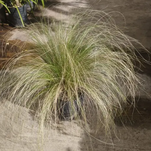 Stipa