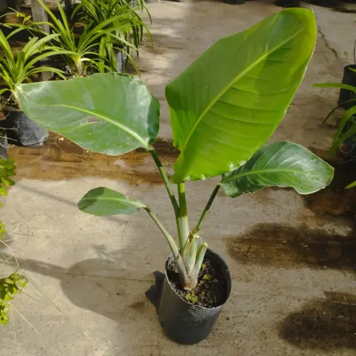 Strelitzia "Flor de pájaro" blanca chica 