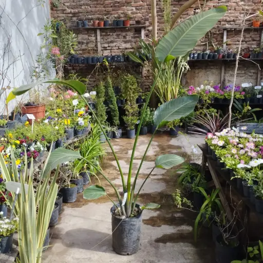 Strelitzia nicolai "Flor de pájaro" grande