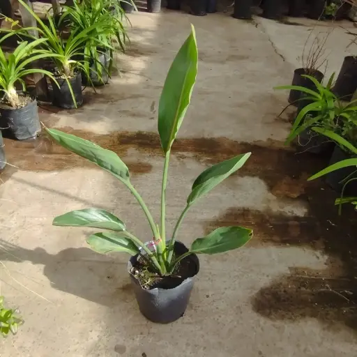 Strelitzia "Flor de pájaro" flor naranja chica