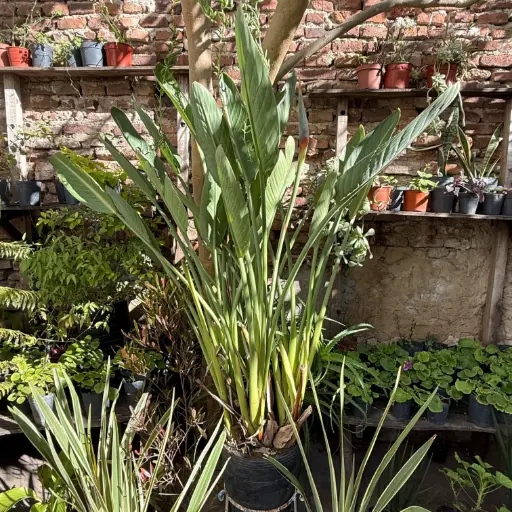 Strelitzia "Flor de pájaro" flor naranja grande