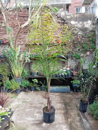 Syagrus romanzoffiana "Pindó"