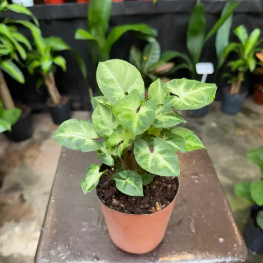 Syngonium pixie