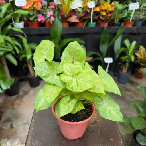 Syngonium Golden Allusion