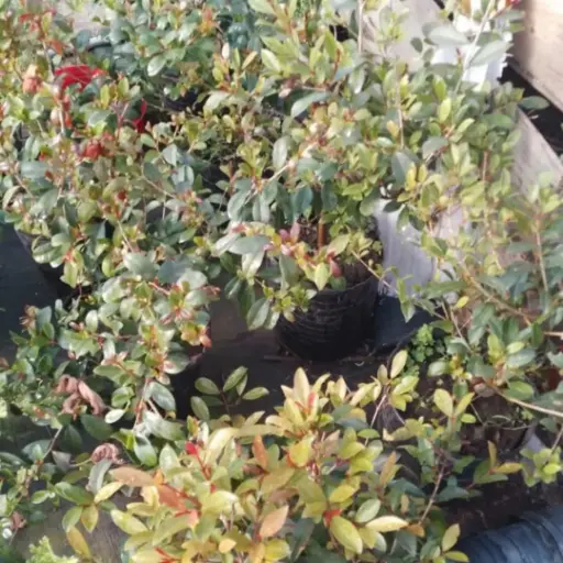 Syzygium Paniculatum "Eugenia" Maceta 5 Litros