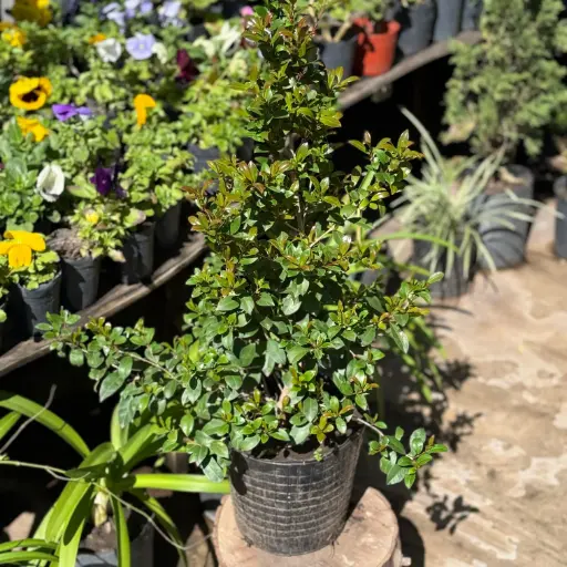 Syzygium Paniculatum "Eugenia" mediano