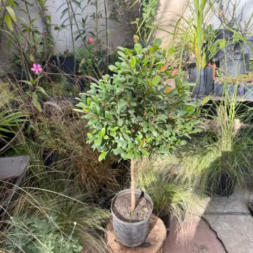 Syzygium Paniculatum "Eugenia" Topiario chico Maceta 3 litros