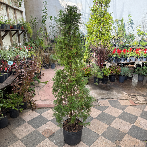 Thuja smarad pino grande 