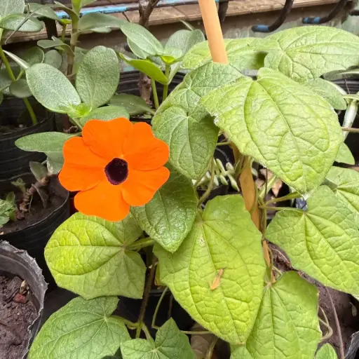 Thunbergia alata "Ojo de poeta"