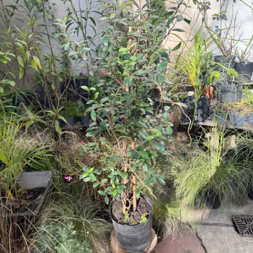 Trachelospermum jazminoide "Jazmín de leche" grande 