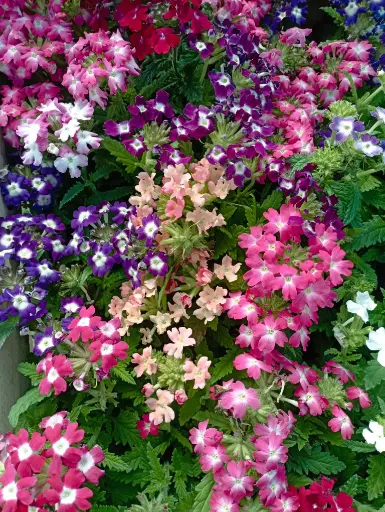 Verbena plantín