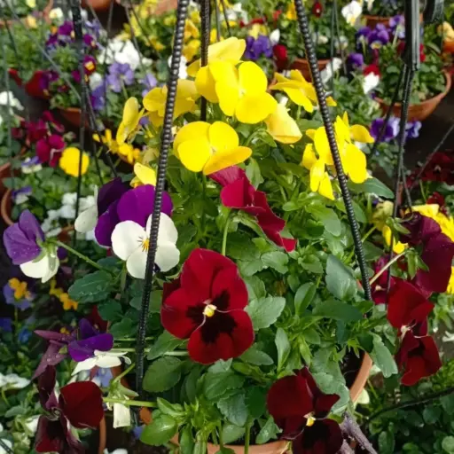 Viola cornuta "Mini Viola" Bol N°18