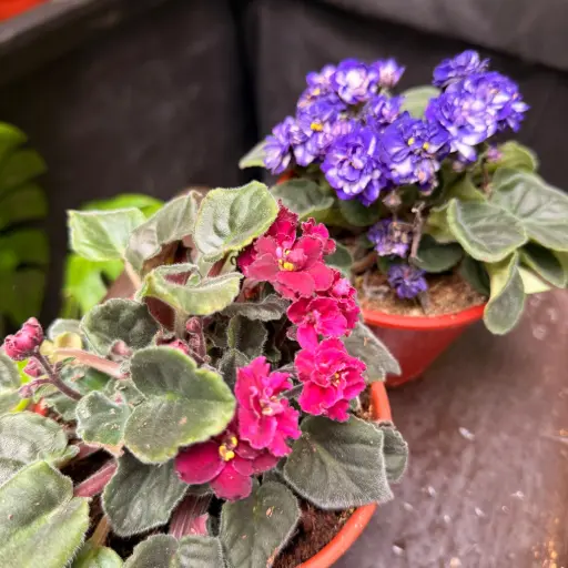 Saintpaulia ionantha "Violeta Africana"