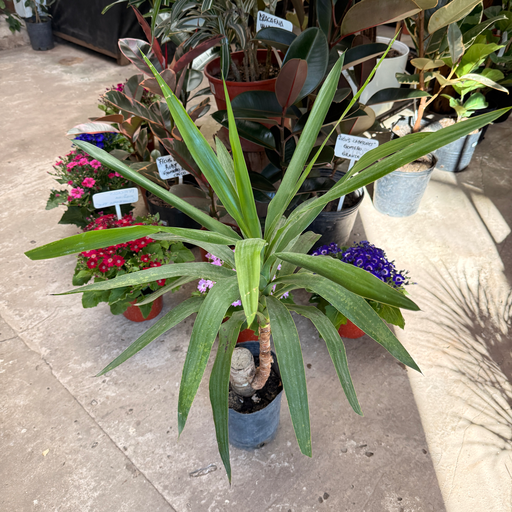 Yucca Elephantipes Maceta 3 litros