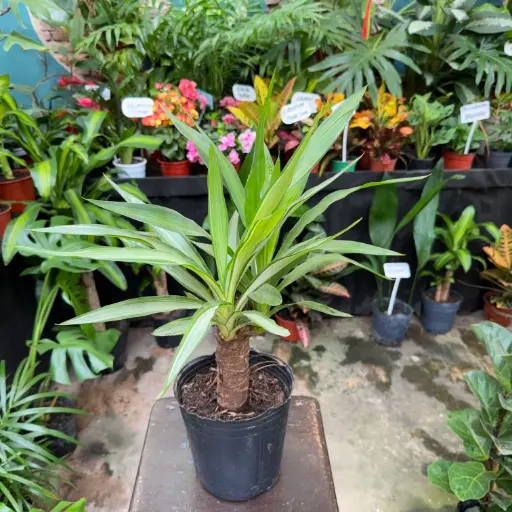 Yucca variegada