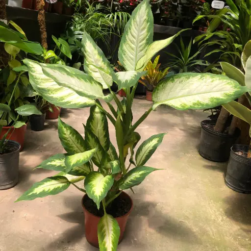 Dieffenbachia Mariana Maceta N°19
