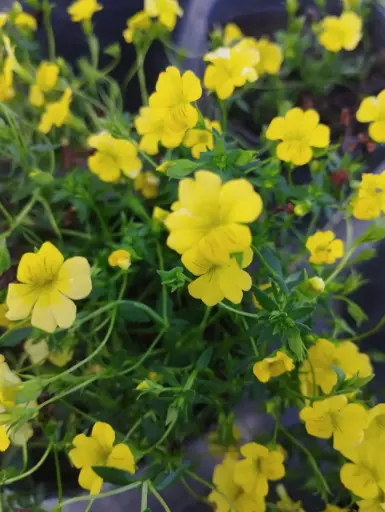 Mecardonia procumbens "Mecardonia" plantín