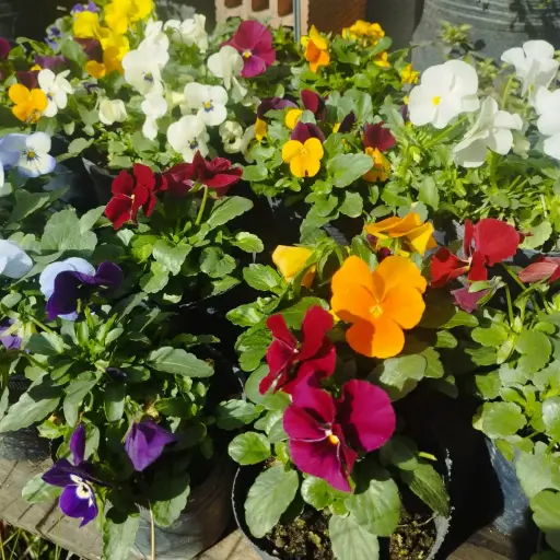 Viola cornuta "Mini viola" plantín