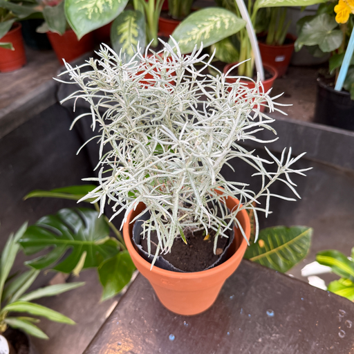 Helichrysum thianschanicum "Curry" plantín Arómatica