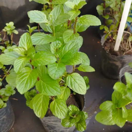 Mentha piperita "Menta negra" plantín