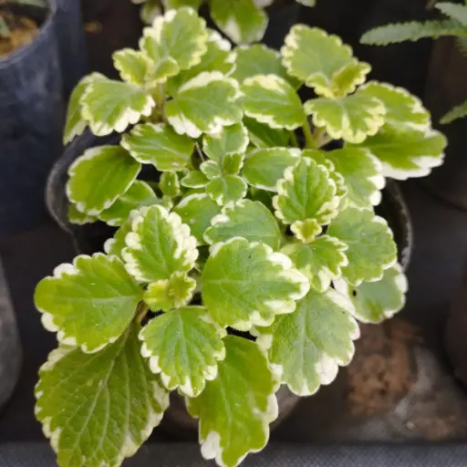 Plectranthus coleoides "Incienso" plantín