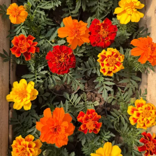 Tagetes erecta "Copete" plantín