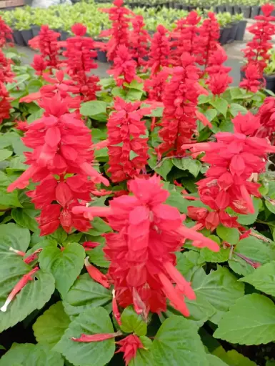Salvia splendens "Coral" plantín