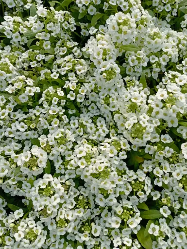 Lobularia maritima "Aliso" plantín