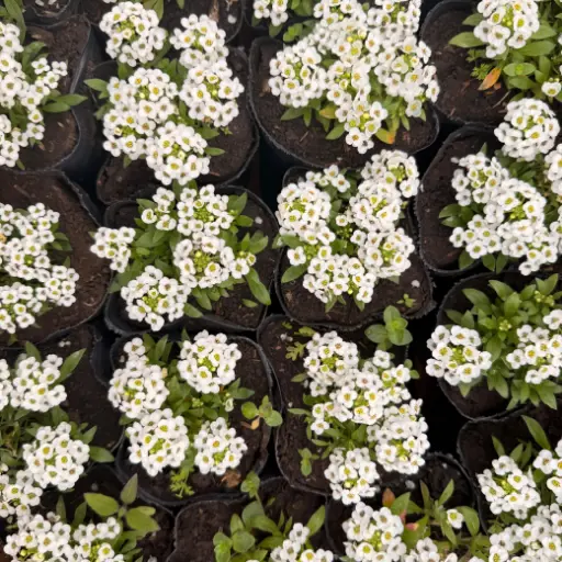 Lobularia maritima "Aliso"