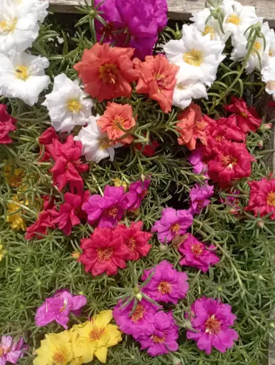 Portulaca grandiflora "Portulaca"