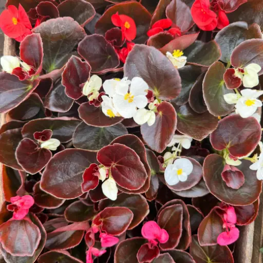 Begonia semperflorens "Flor de azúcar" Plantín
